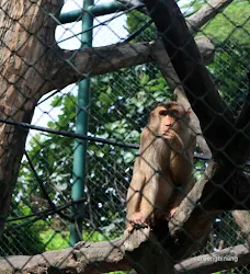 monyet kebun binatang ragunan jakarta