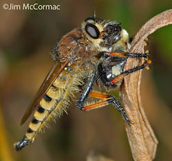 cannibal fly footed ohio birds insects