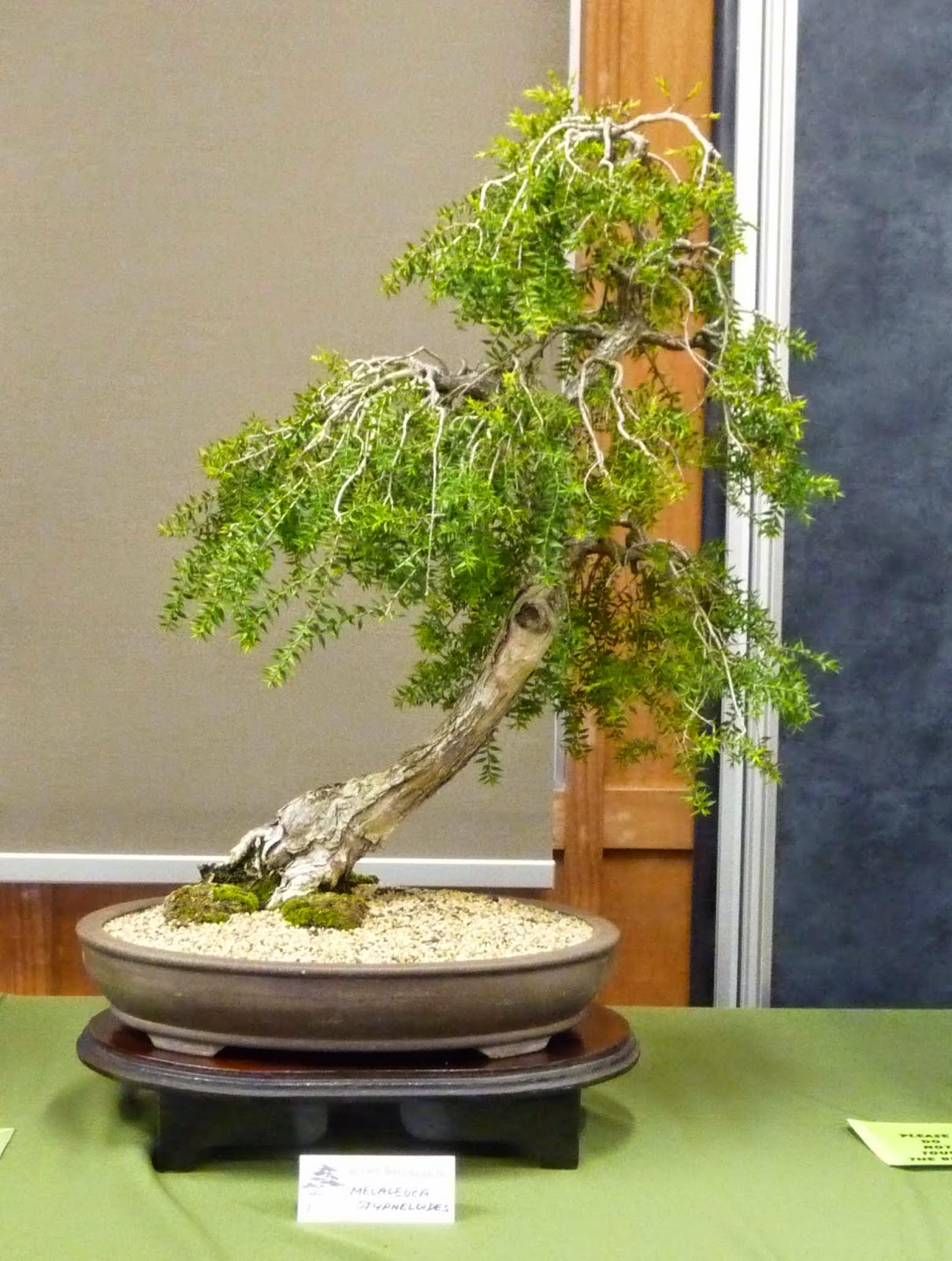 Stephen Cullum's Bonsai & Pottery Post 150 Australian Native Bonsai