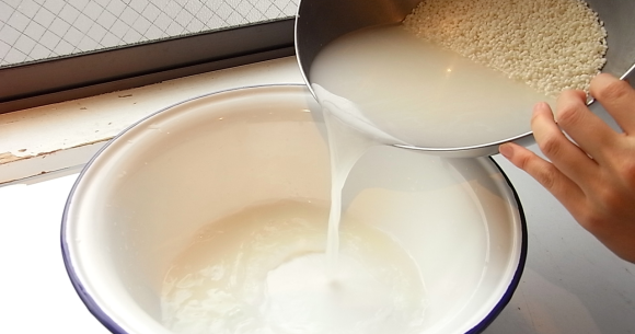 Seattle Garden & Fruit Adventures: How to turn rinsed rice water into liquid gold for your plants