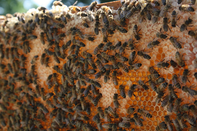 bees on honeycomb