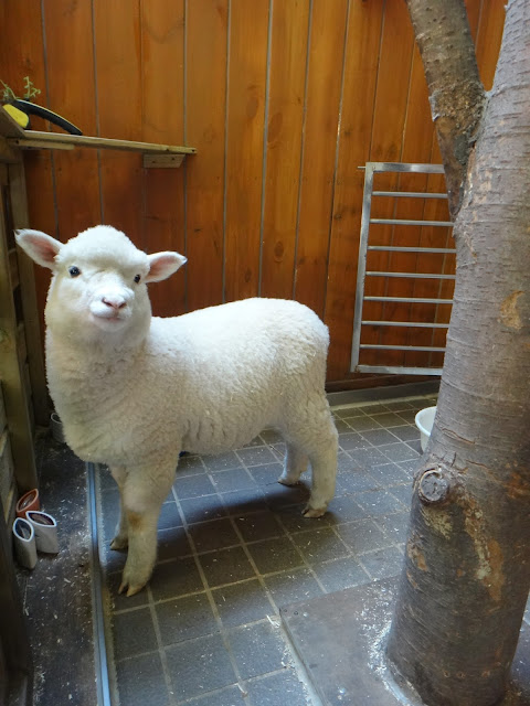 All about Hongdae Korea  Sheep Cafe