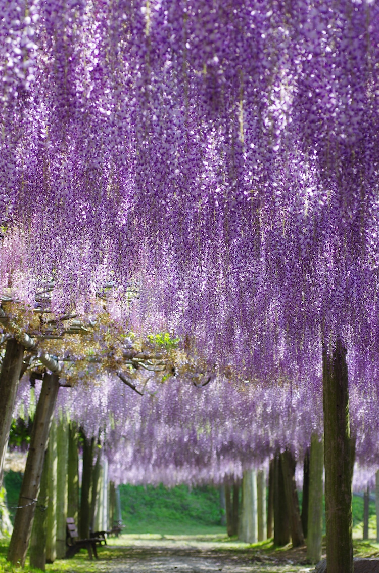 Mesmerizing Pictures Of Japan’s Enchanting Wisteria Tree Tunnels