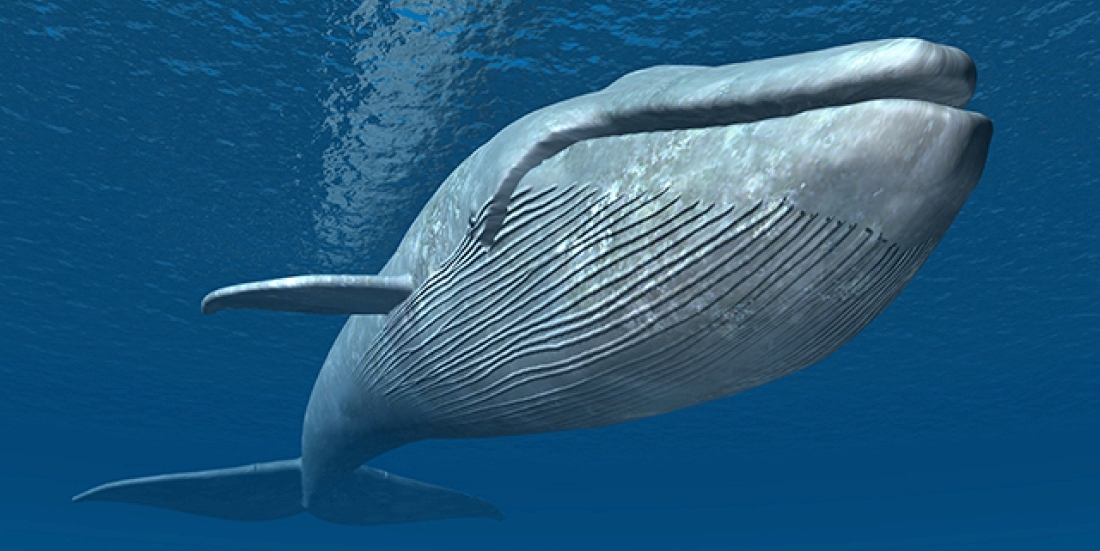 Unique Facts And Information: Largest living animal –Blue Whale