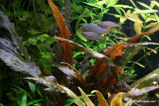 S.C.V. Aquascaping Ideas: Dwarf Neon Rainbowfish - Melanotaenia Praecox
