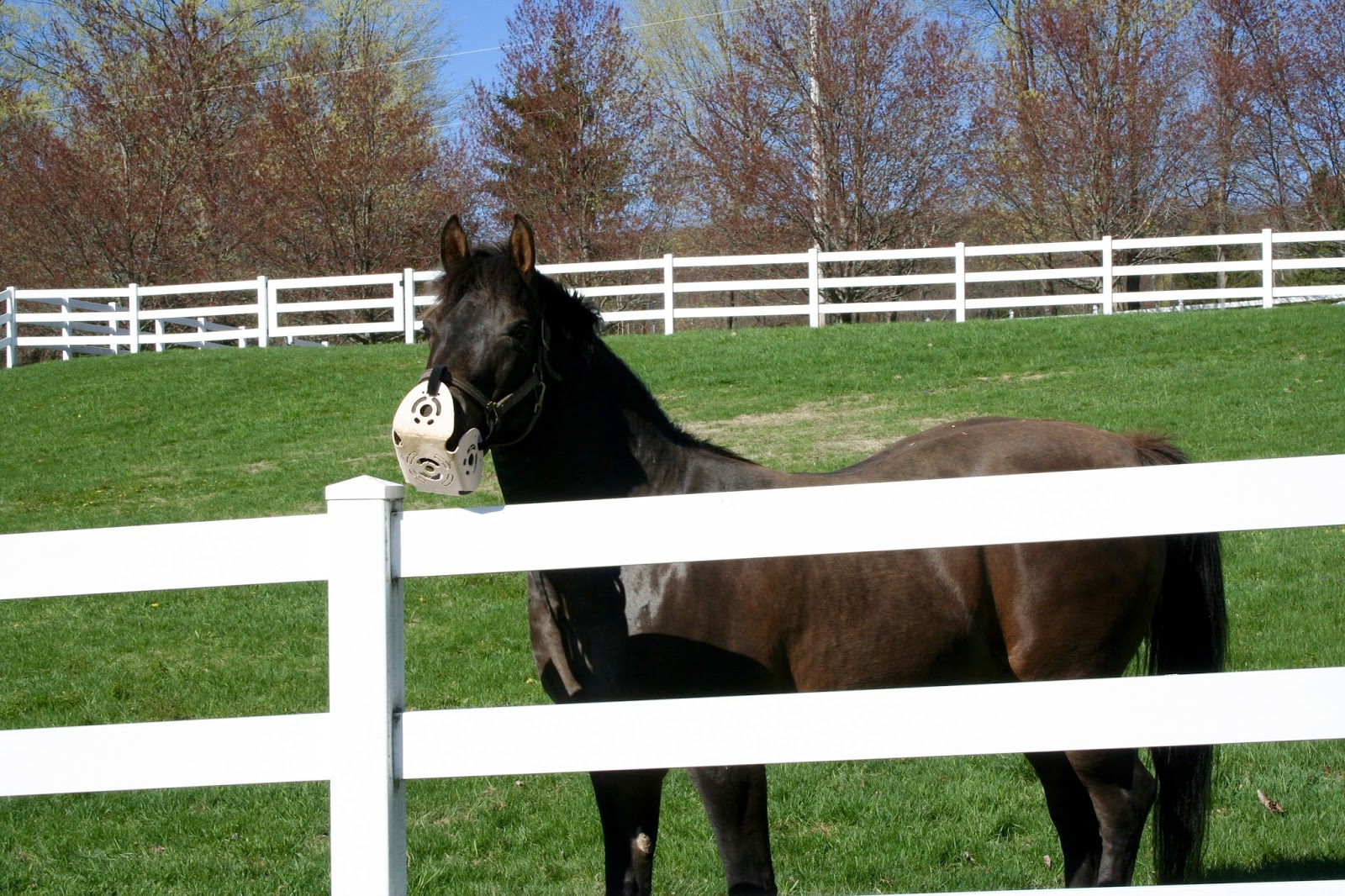 harmany grazing muzzle
