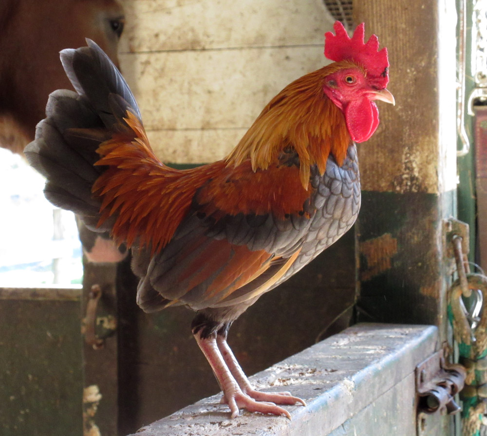 Gurney Journey Lone Rooster