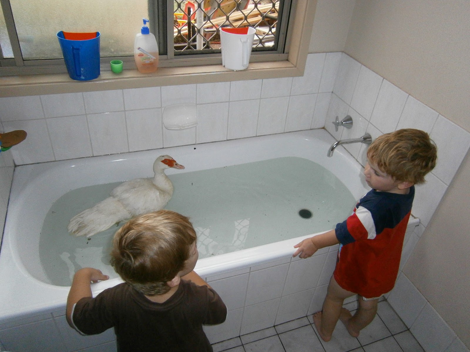 Hands Are Full, Heart Is Full. : I think my duck has rickets... please ...