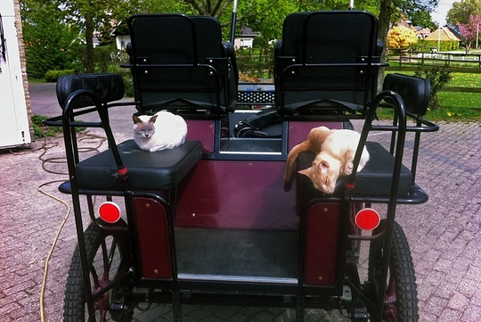 Cats on carriage in Amsterdam Netherlands