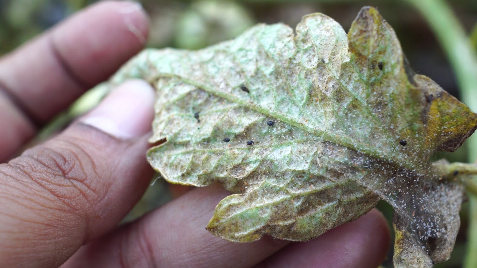 California Gardening Spider Mites How To Get Rid Of