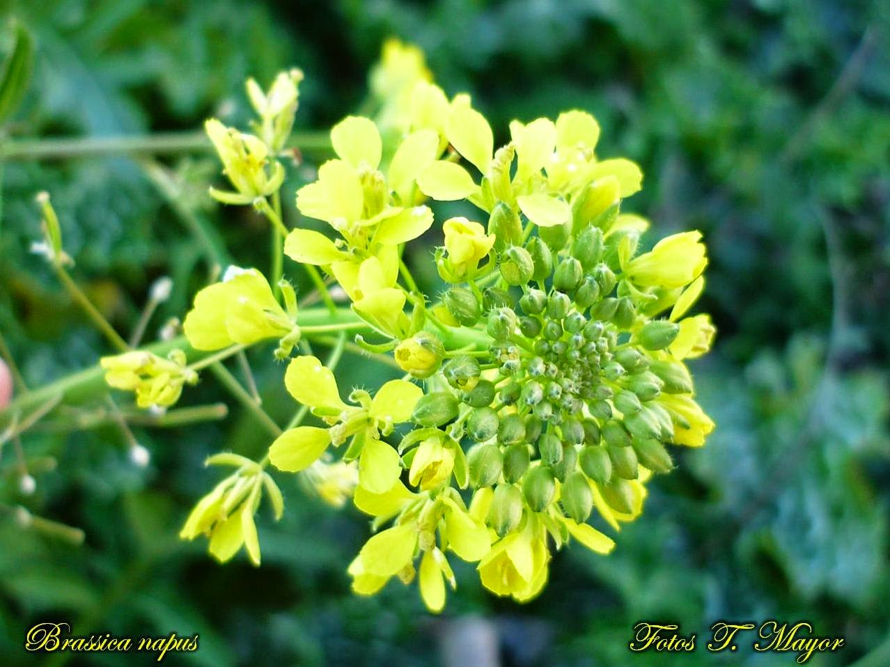 Flores y plantas silvestres " Brassica napus ". Colza, Canola, Ajenabe