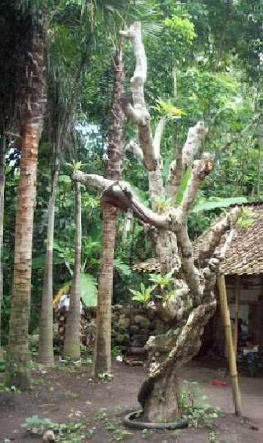 JUAL TANAMAN DAN RUMPUT TAMAN: tukang pohon kamboja besar-pohon kamboja