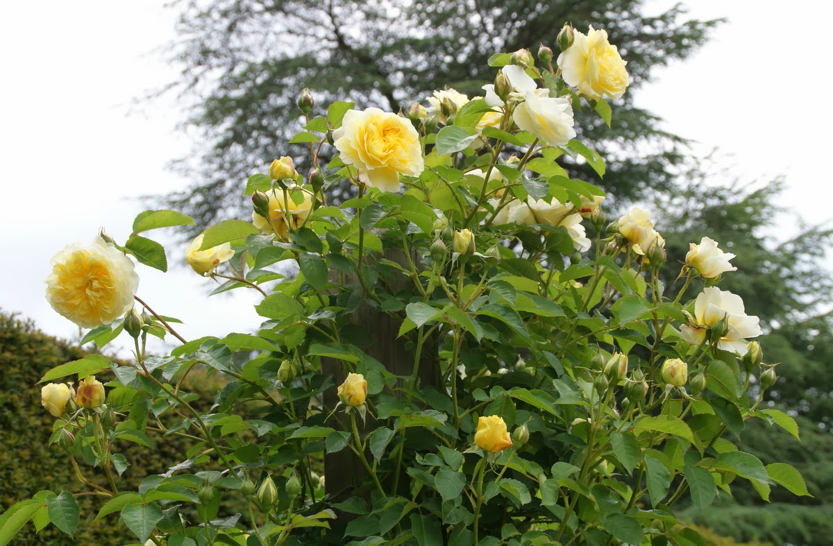 Organic Garden Dreams: Mottisfont Abbey - a Rose Lover's Paradise - II