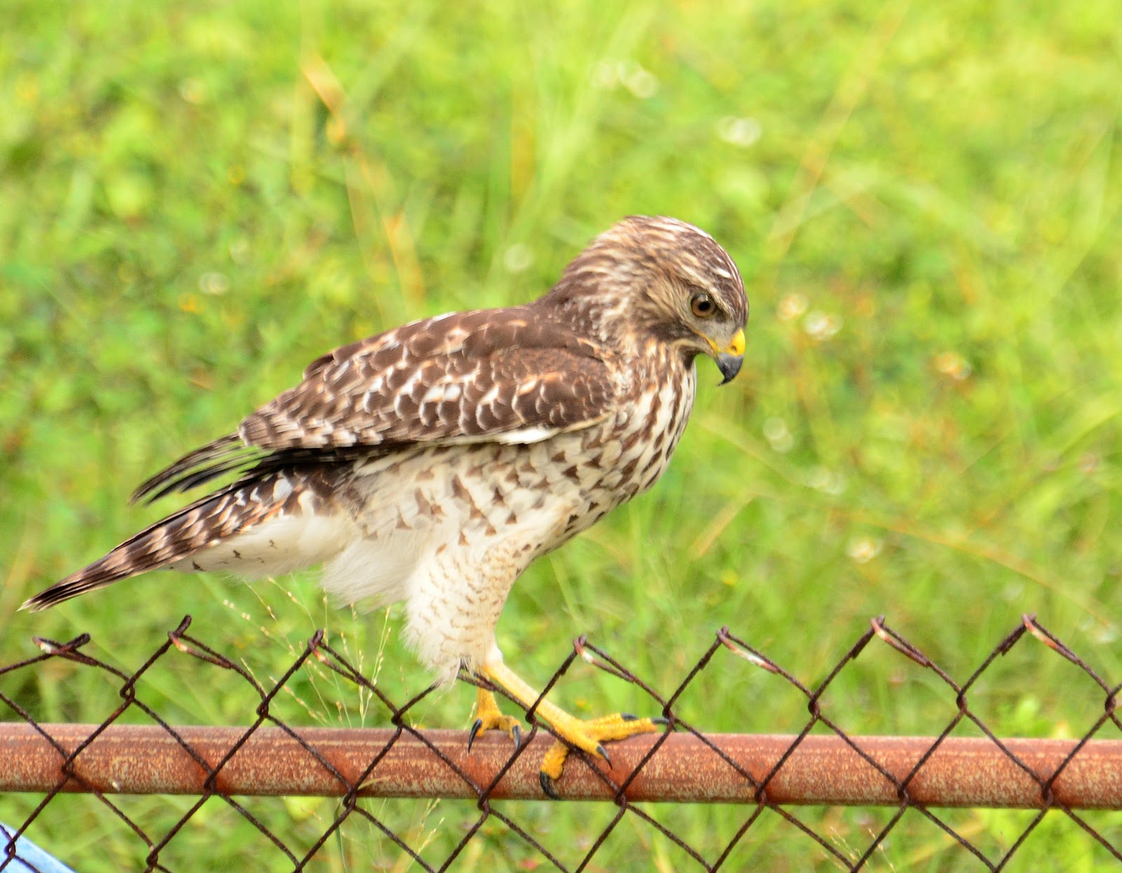 Dina's City Wildlife Adventures Hawk in the backyard