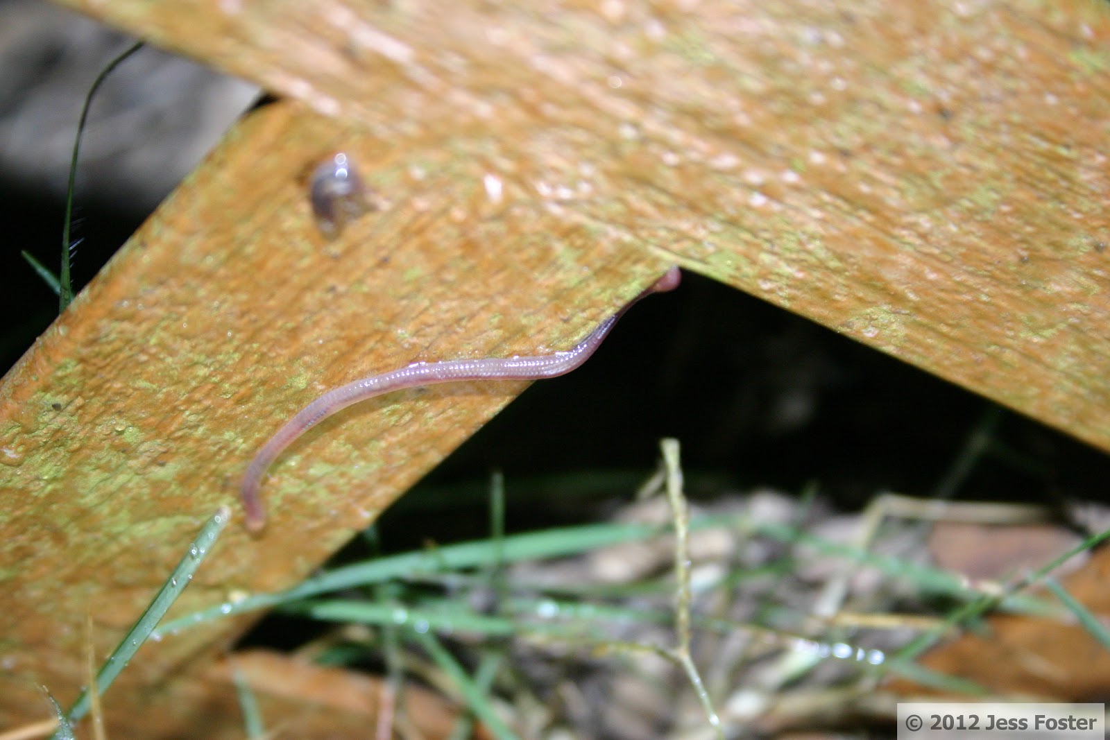 Sluggin' Along Climbing Worms