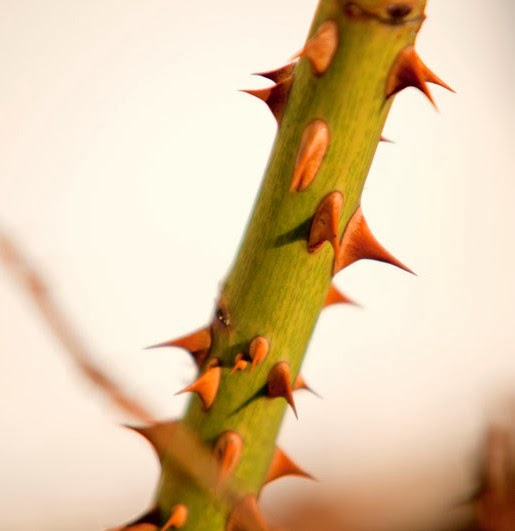 Sylvia: En torn blant roser