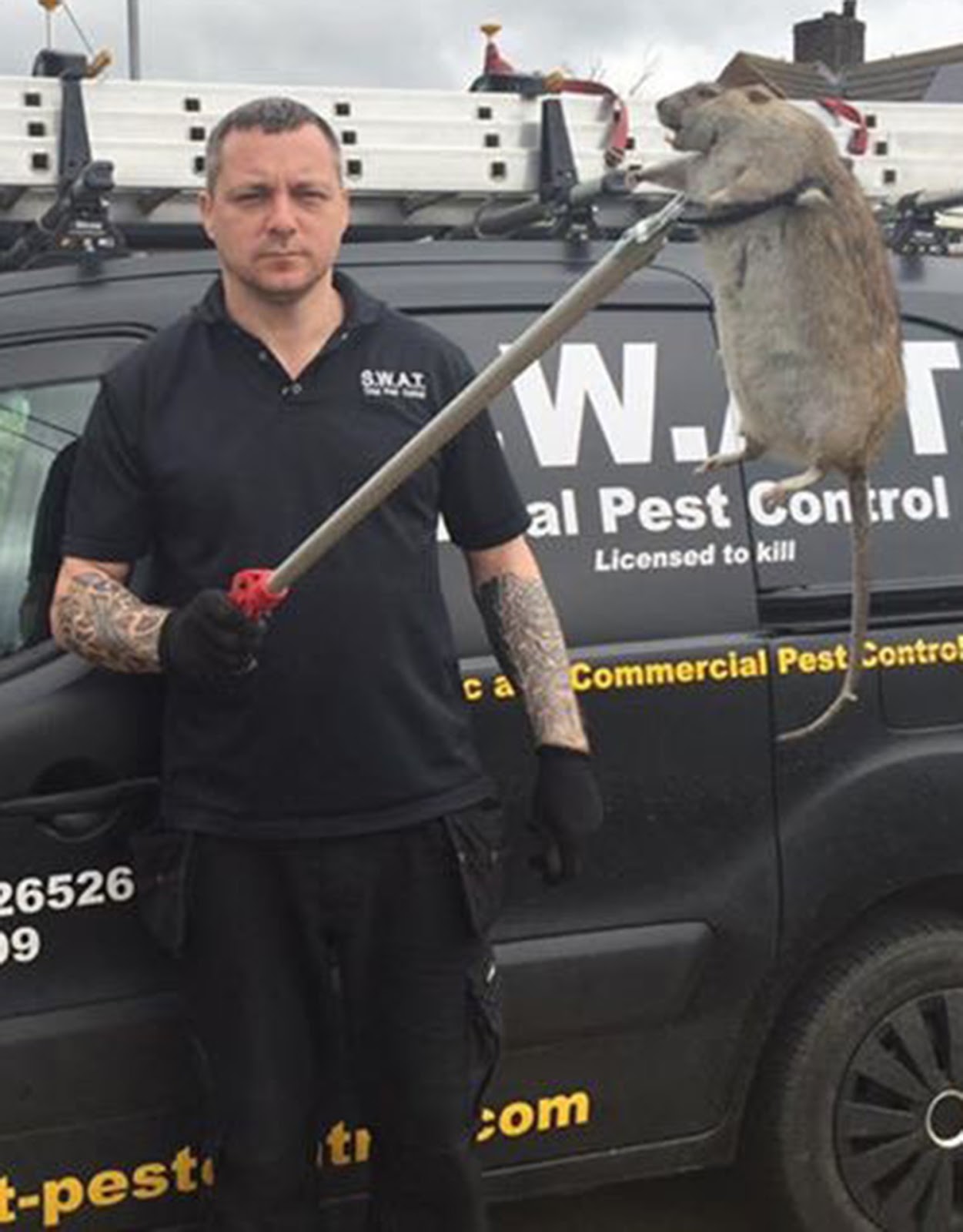 Homem capturou um rato 'gigante' na Inglaterra? Entenda o fenômeno