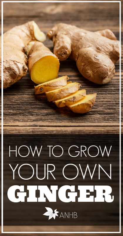 how-to-grow-ginger-at-home-ginger-growing-root-grow-everything-about-garden