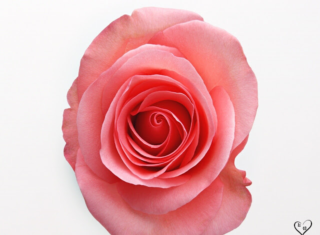 Pink Roses Wallpapers
