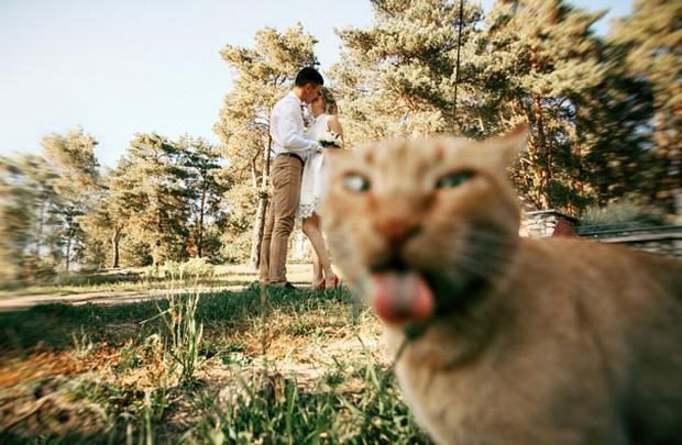 19 con mèo bẩn tính chuyên ném đá Hội những người thích chụp ảnh tự sướng