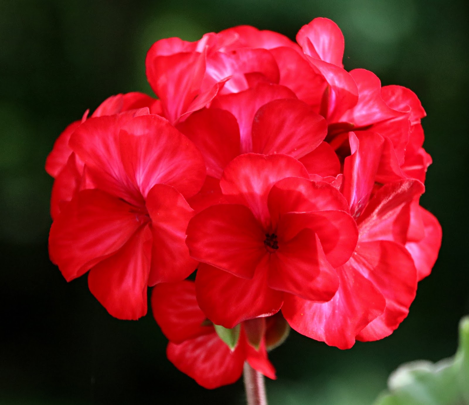 A Time to Garden: Annual Geraniums