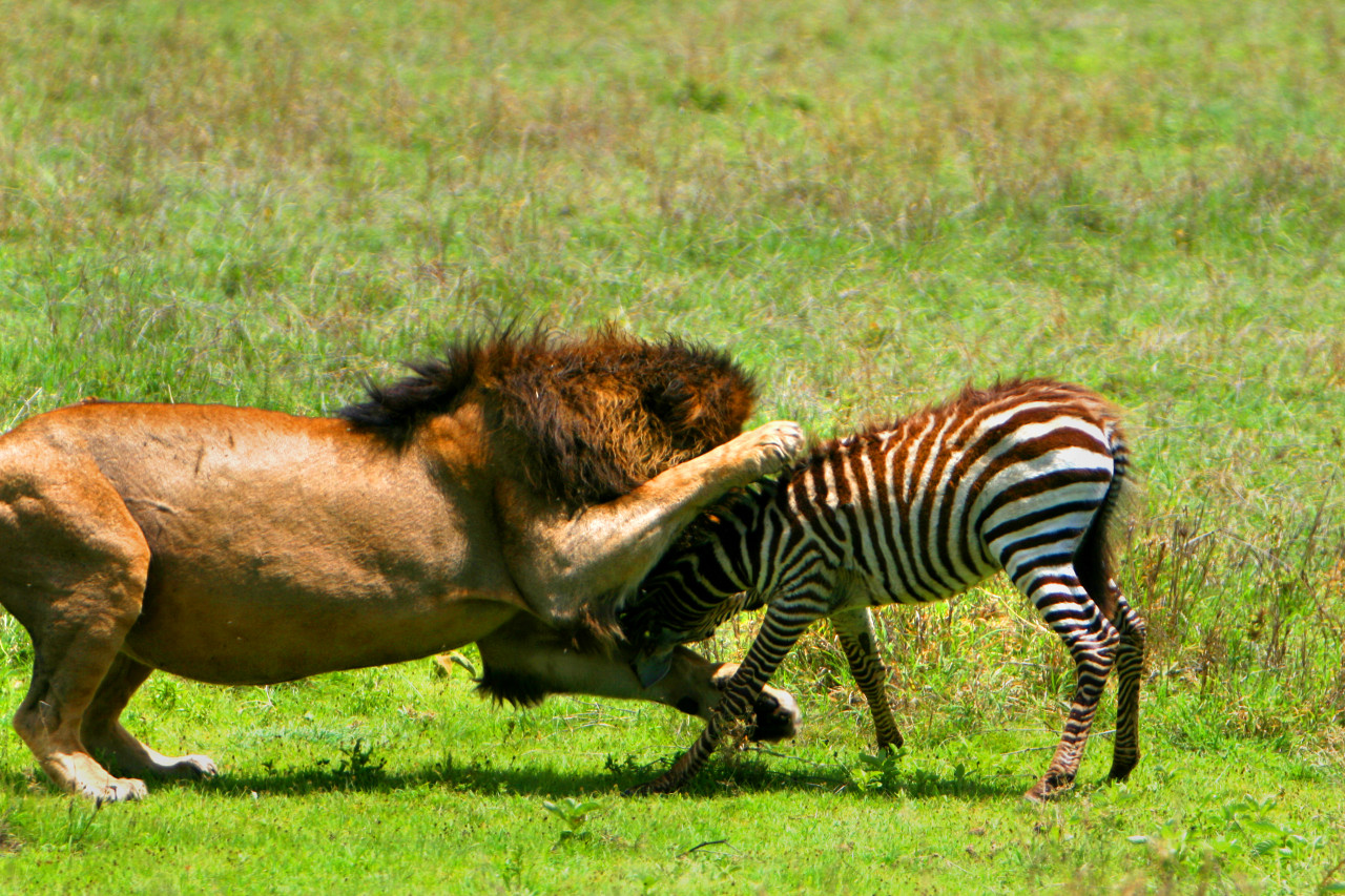 http://3.bp.blogspot.com/-Y8-1iYTkqIA/TkKa7fqBC_I/AAAAAAAAAbI/IWfNHKdFDAg/s1600/lion-attacks-zebra-calf-1.jpg