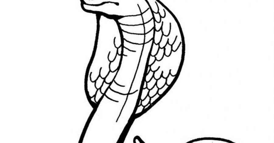 gambar mewarnai hewan ular 