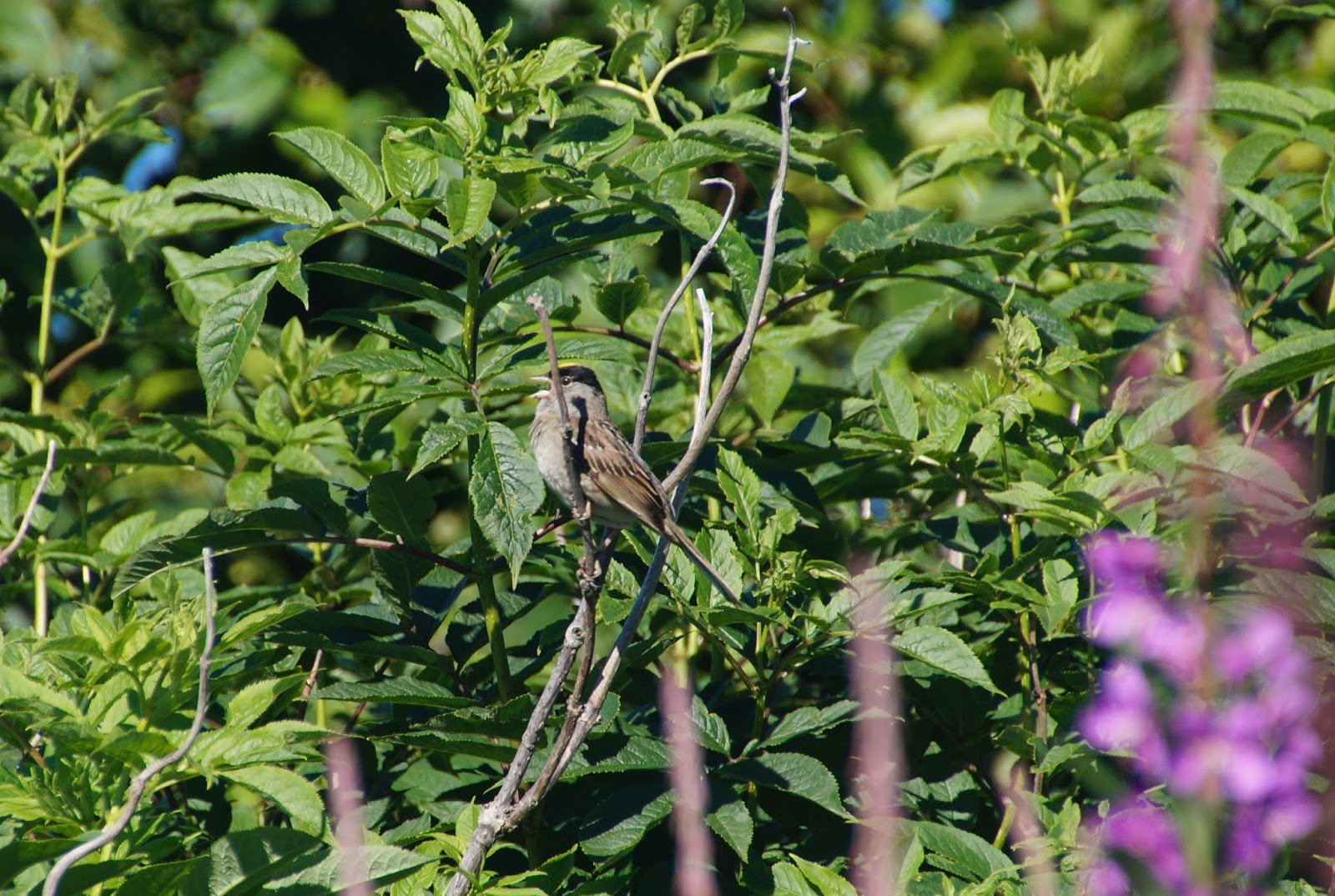 Reisverslag Alaska 2015 Van Homer naar Seward