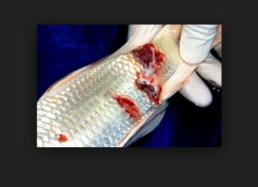 Gambar Jenis Penyakit Ikan Luka Tubuh