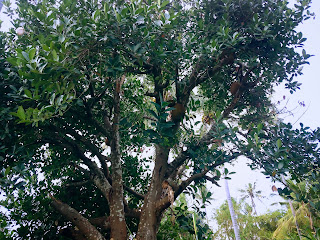 Jackfruit Artocarpus Heterophyllus Tree In The Plant Fields At Ringdikit Village, North Bali, Indonesia