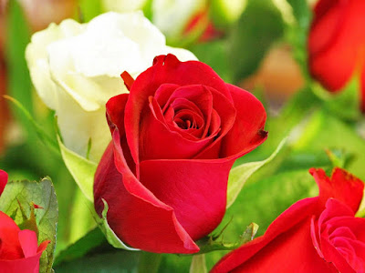 Fathonan Kumpulan Gambar  Bunga  Mawar Cantik HD untuk 