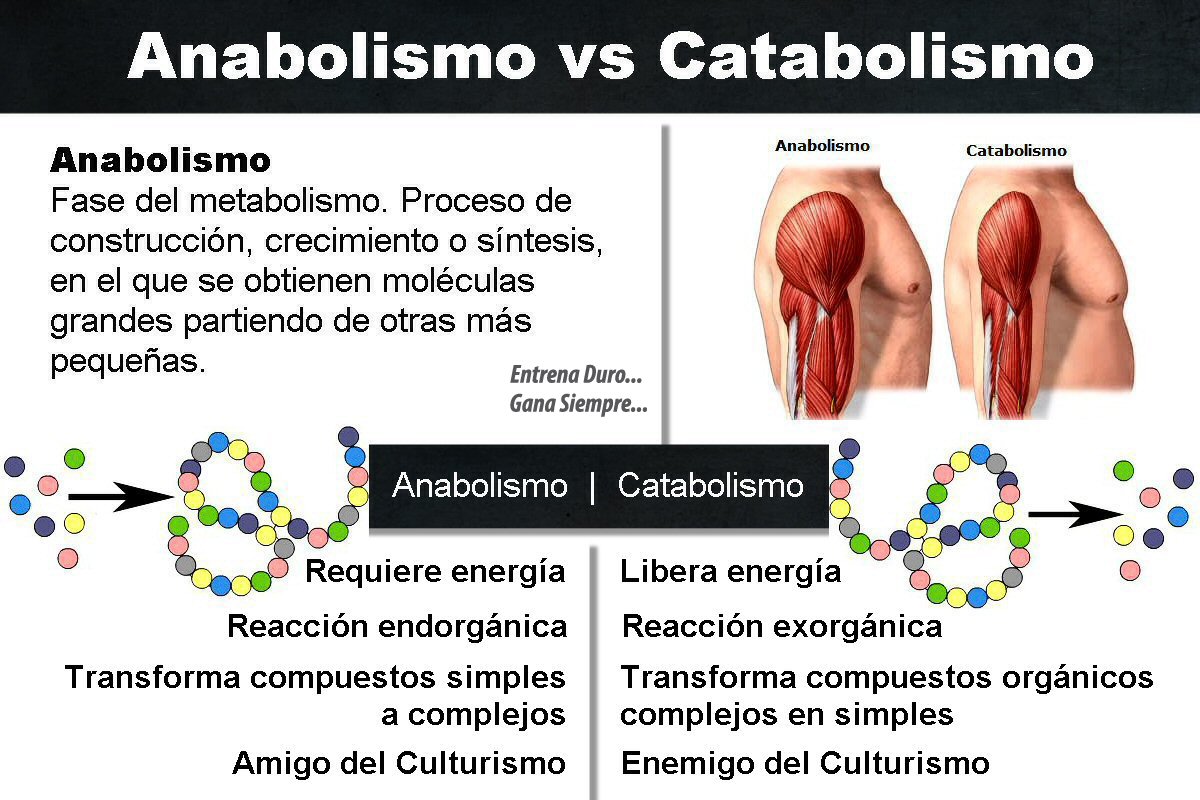 Anabolismo E Catabolismo Sao Processos Celulares EDUCA Anabolismo E Catabolismo Sao Processos Celulares EDUCA