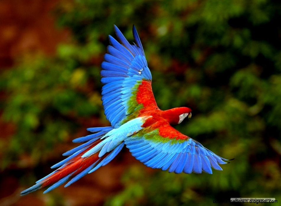 Colorful Bird