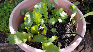Radish growing in Large Container