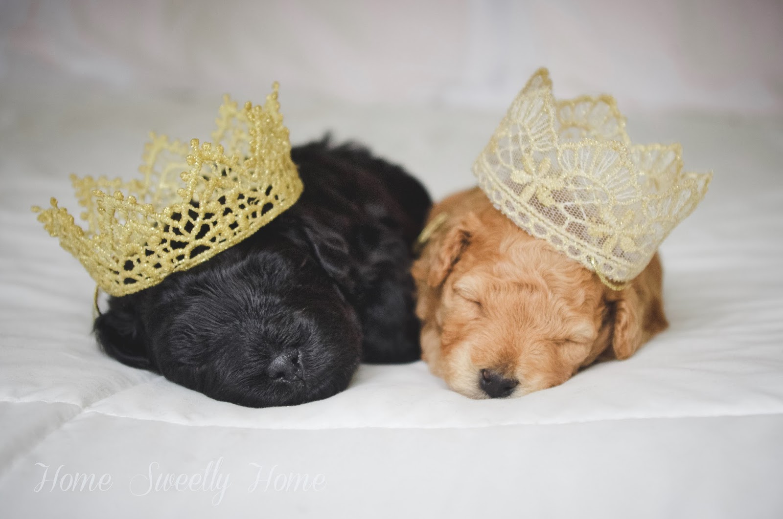 sneak a peek puppy sneak a peek puppy