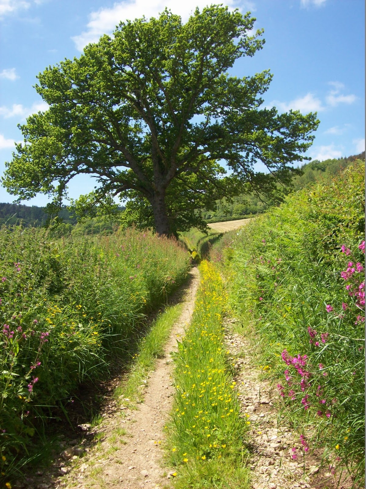 Futures Forum Sidmouth green lanes...
