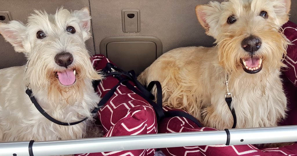 Scottie Mom Resolving Ear Issues in Scottish Terriers