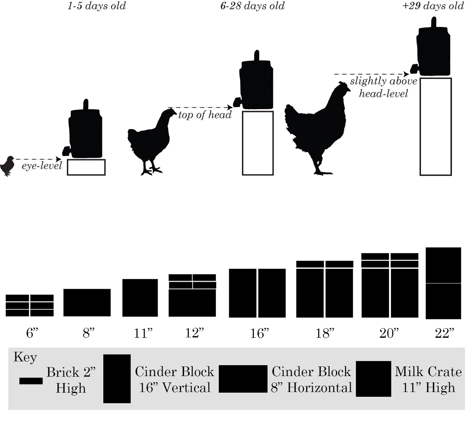 How Tall Are Chickens?  