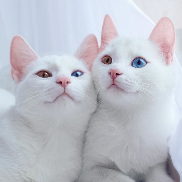 Instagram Fenomeni İkiz Kediler