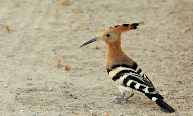 Birds and Nature Photography @ Raub: Birds of Saudi Arabia 