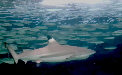 Aquarium Movies Japan Archive 生きている魚図鑑 ツマグロ Blacktip Reef Shark Carcharhinus Melanopterus