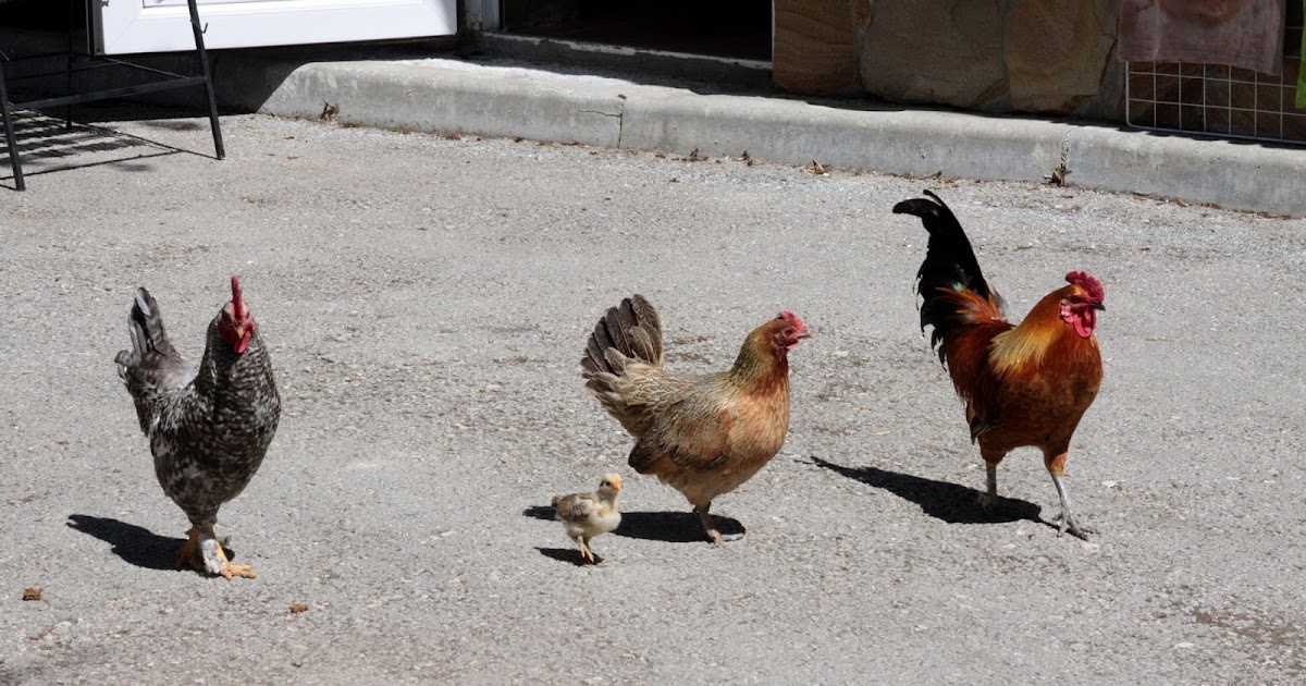 Семья куре. Папа курица. Две дружные курицы. Курица с семью левыми ногами. Петушиный папа.