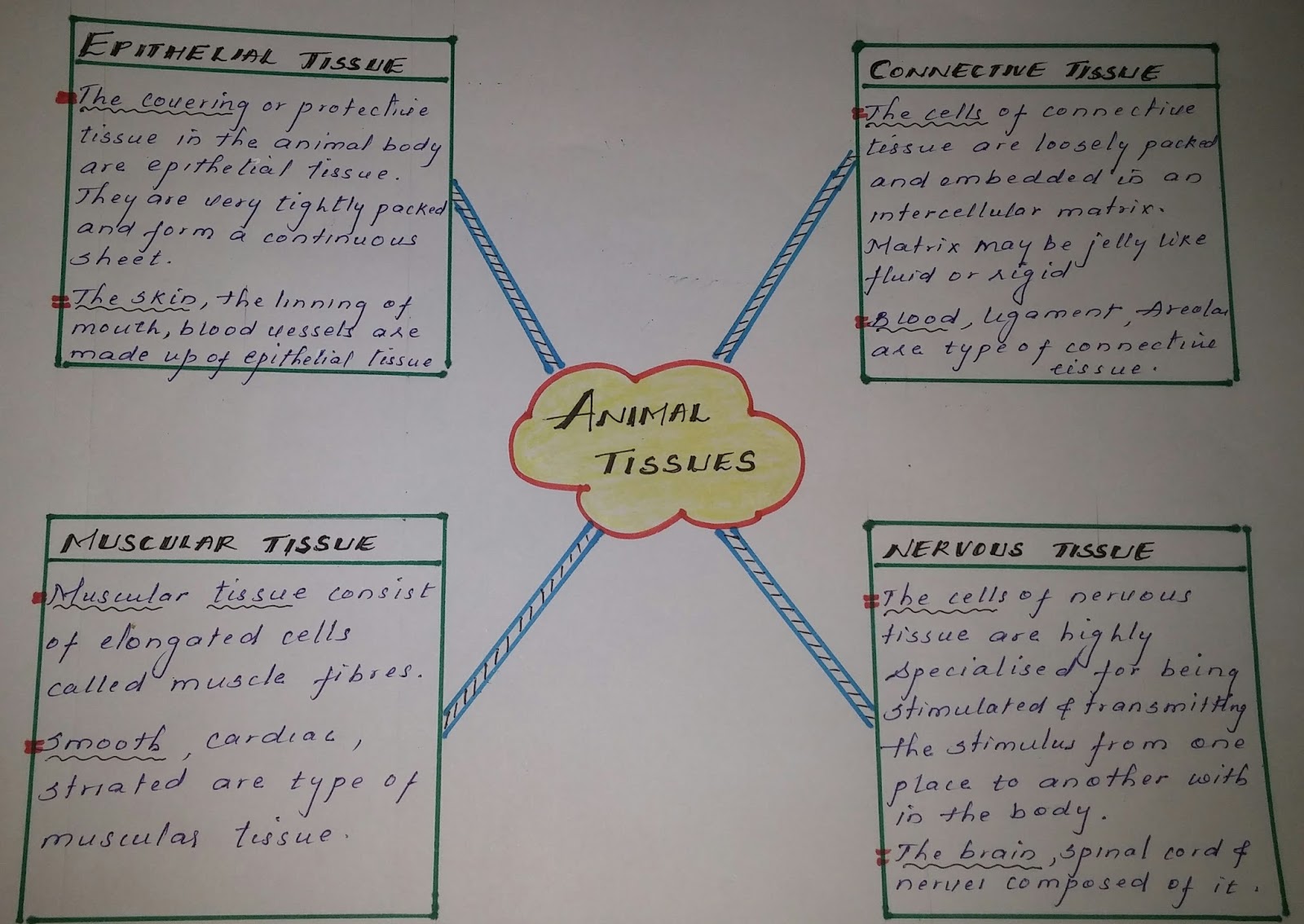 science twinkling Spider Map graphic organizer on topic Animal tissues
