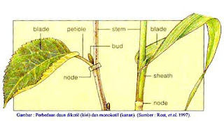 ciri ciri tumbuhan dikotil dan monokotil,contoh tumbuhan monokotil dan dikotil,contoh tumbuhan dikotil dan monokotil beserta ciri cirinya,tumbuhan monokotil dan dikotil beserta contohnya,