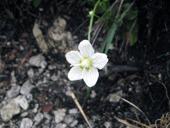 Parnassia palustris (Parnassia)