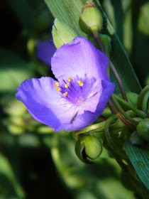 Blue spiderwort Tradescantia by garden muses-not another Toronto gardening blog