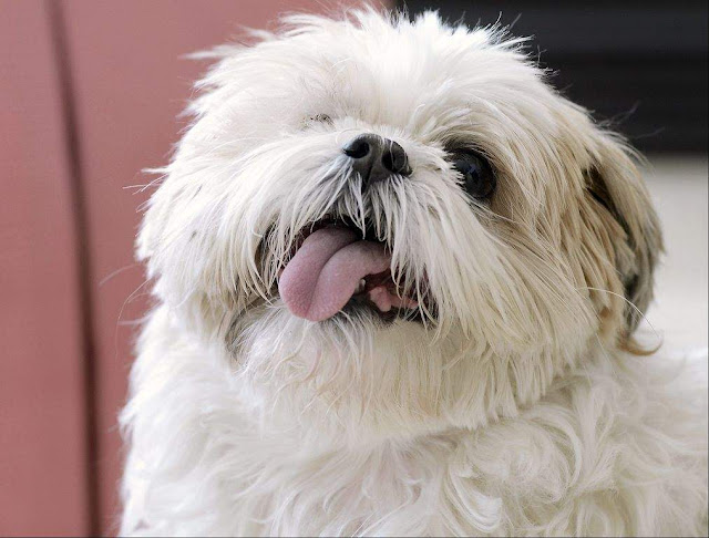 Por que o shih tzu ficam com a língua de fora?