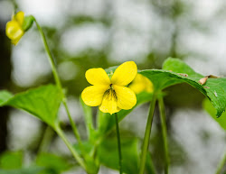 viola wildflowers yellow pubescens spring subject nature