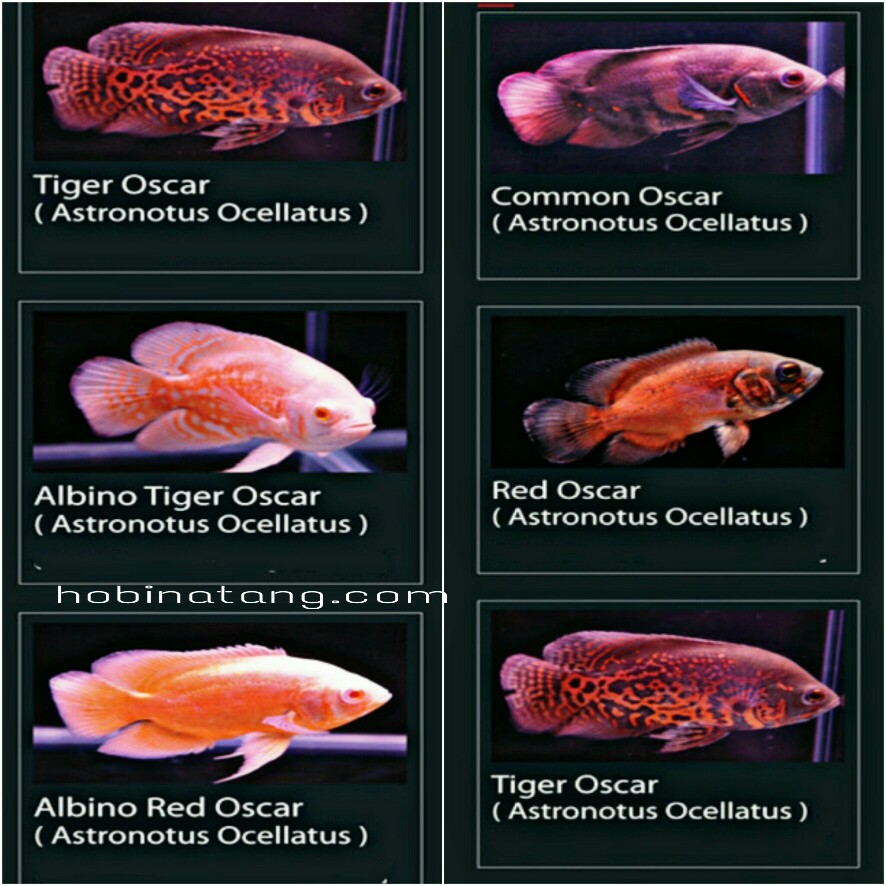 11+ Jenis Ikan Oscar Paling Bagus dan Harganya - HoBinatang