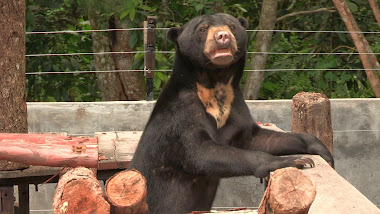 Kevin in the small enclosure